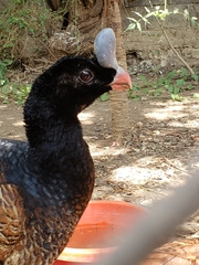 Aves