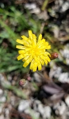 Hieracium megacephalon