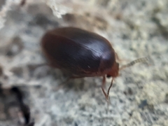 Eucinetidae