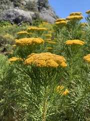 Hymenolepis crithmifolia
