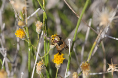 Copestylum apiciferum
