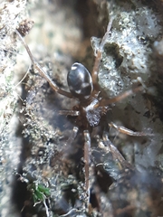 Phrurolithus festivus