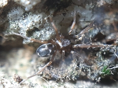 Phrurolithus festivus