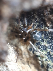 Phrurolithus festivus