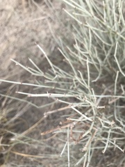 Ephedra trifurca