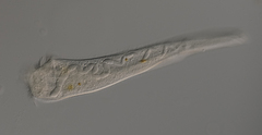 Stentor roeselii