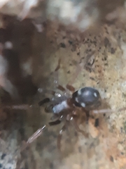 Phrurolithus festivus