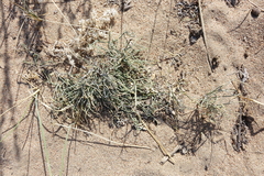 Ephedra regeliana
