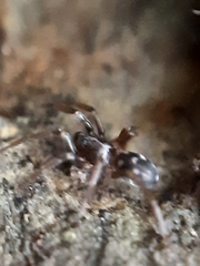 Phrurolithus festivus
