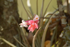 Tillandsia recurvifolia