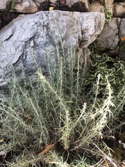Helichrysum italicum