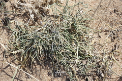 Ephedra regeliana