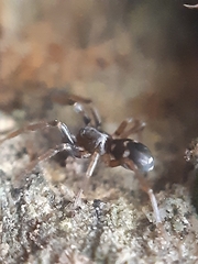 Phrurolithus festivus