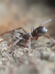 Phrurolithus festivus