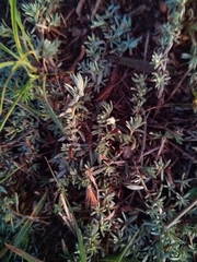 Helichrysum cerastioides