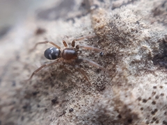 Phrurolithus festivus