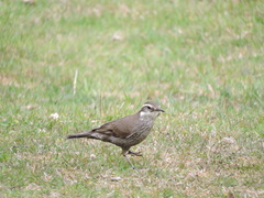 Cinclodes patagonicus