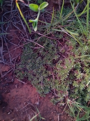 Helichrysum caespititium