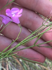 Agalinis filifolia