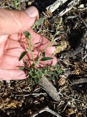 Chenopodium atrovirens