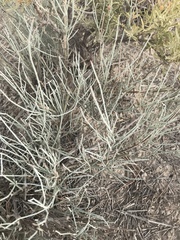 Ephedra trifurca