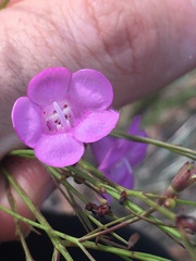 Agalinis filifolia