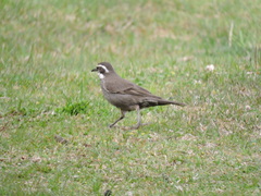 Cinclodes patagonicus