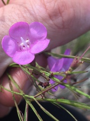 Agalinis filifolia