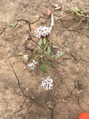 Bahieae