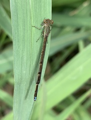 Oxyagrion terminale
