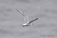 Saundersilarus saundersi