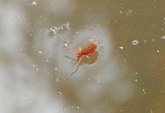 Dicyrtomidae