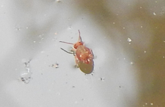 Dicyrtomidae