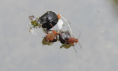 Dicyrtomidae