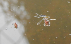 Dicyrtomidae