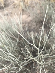 Ephedra trifurca