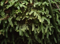 Racopilum cuspidigerum