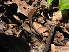 Eutropis rudis