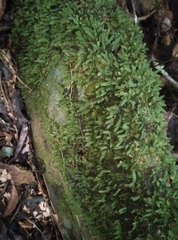 Racopilum cuspidigerum