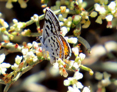 Euphilotes pallescens