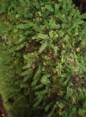 Racopilum cuspidigerum