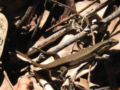Eutropis rudis