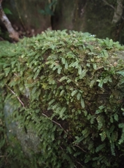 Racopilum cuspidigerum