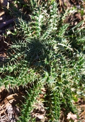 Cirsium ochrocentrum