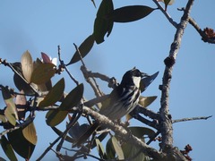Phylidonyris niger