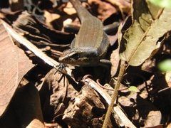 Eutropis rudis