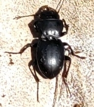 Pasimachus elongatus