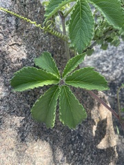 Cyphostemma