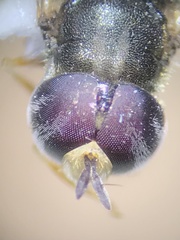 Paragus