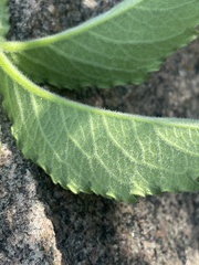 Cyphostemma